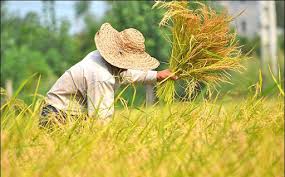 کشت جایگزین راهکاری برای گذر از کم آبی