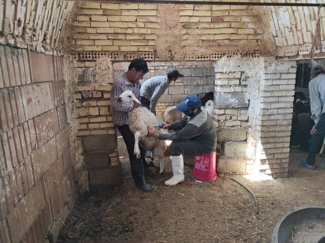 واکسیناسیون ۱۴۰ هزار راس دام سبک بر علیه بیماری طاعون در سبزوار