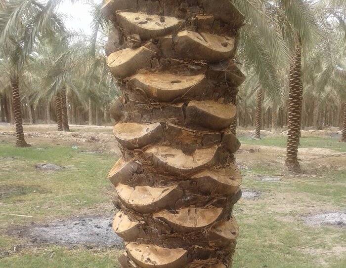 خسارت آفت چوبخوار به بیش از ۶ هزار هکتار از نخیلات استان