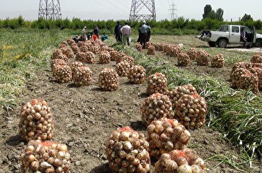 تولید پیاز در ساوجبلاغ رکورد شکست