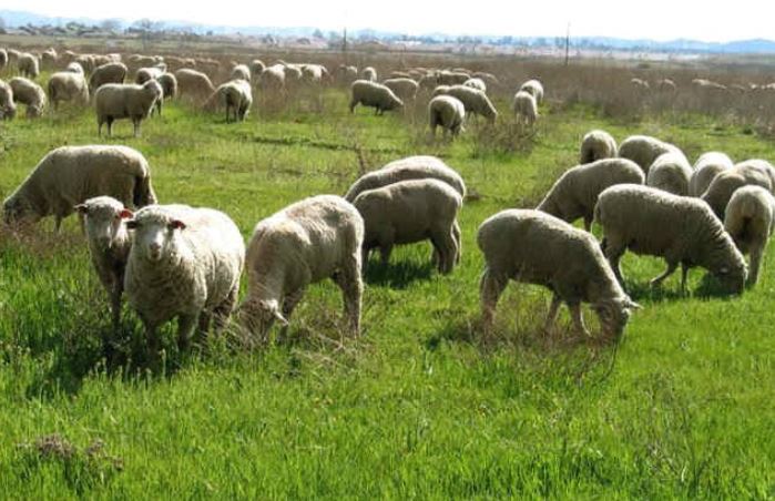 هفت برابر بیش از ظرفیت مجاز از مراتع کشور بهرهبرداری میشود