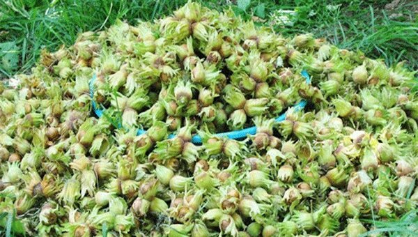 برداشت فندق نوبرانه در گیلان