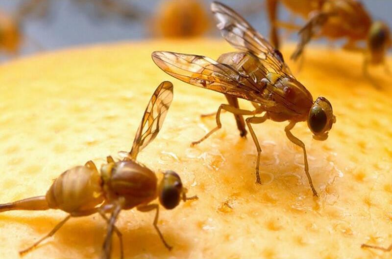 ردیابی مگس مدیترانهای در ۴ هکتار باغهای ساری