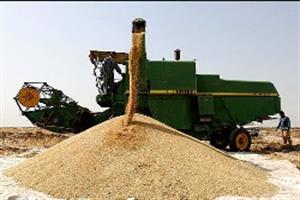 افزایش ۴۵ درصدی -خرید تضمینی گندم در همدان