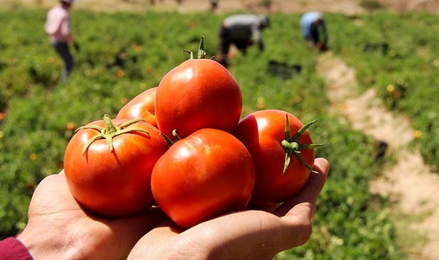 تولید ۸۰۰ تُن گوجه فرنگی در میاندورود