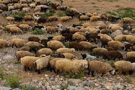 تلف شدن بیش از ۷۰ رأس دام در جاده پرچستان ایذه