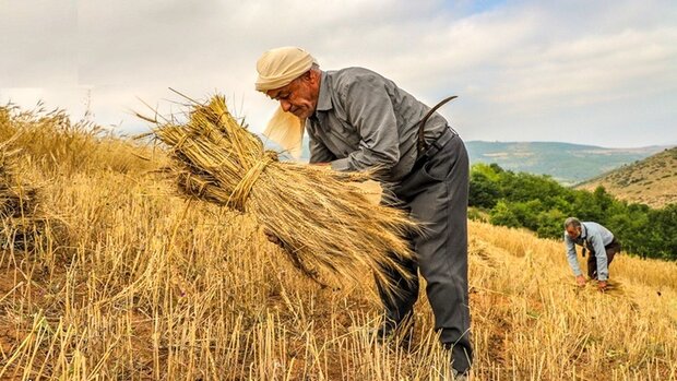 افزایش ۴ برابری خرید خوشههای طلایی در خراسان جنوبی