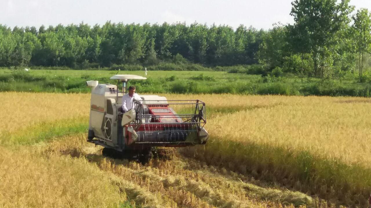 پیش بینی تولید ۸۰ هزار تن شلتوک در جویبار