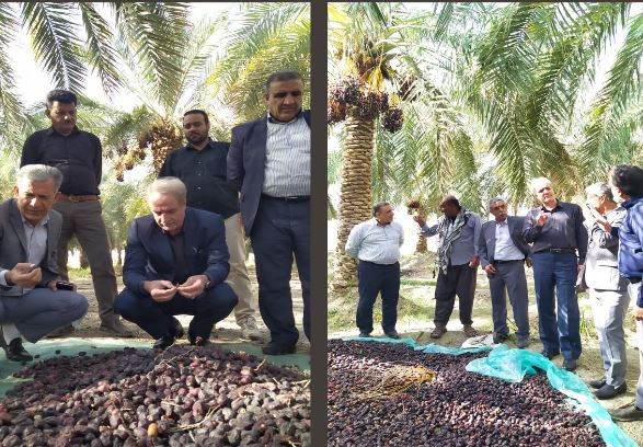 پرداخت غرامت به باغ های خسارت دیده جنوب کرمان با حداکثر تعهد