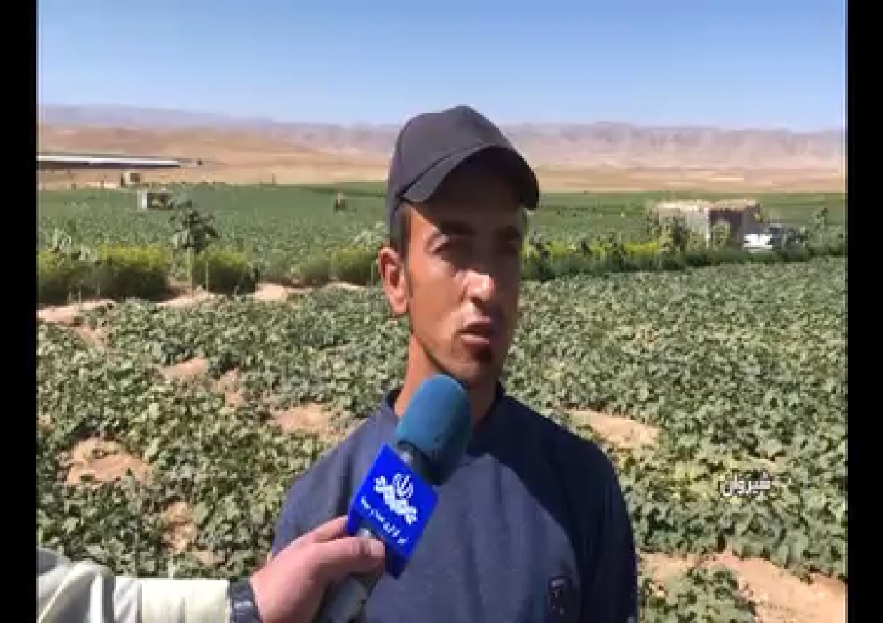 کشاورز ارزان می‌فروشد ،مشتری گران می‌خرد
