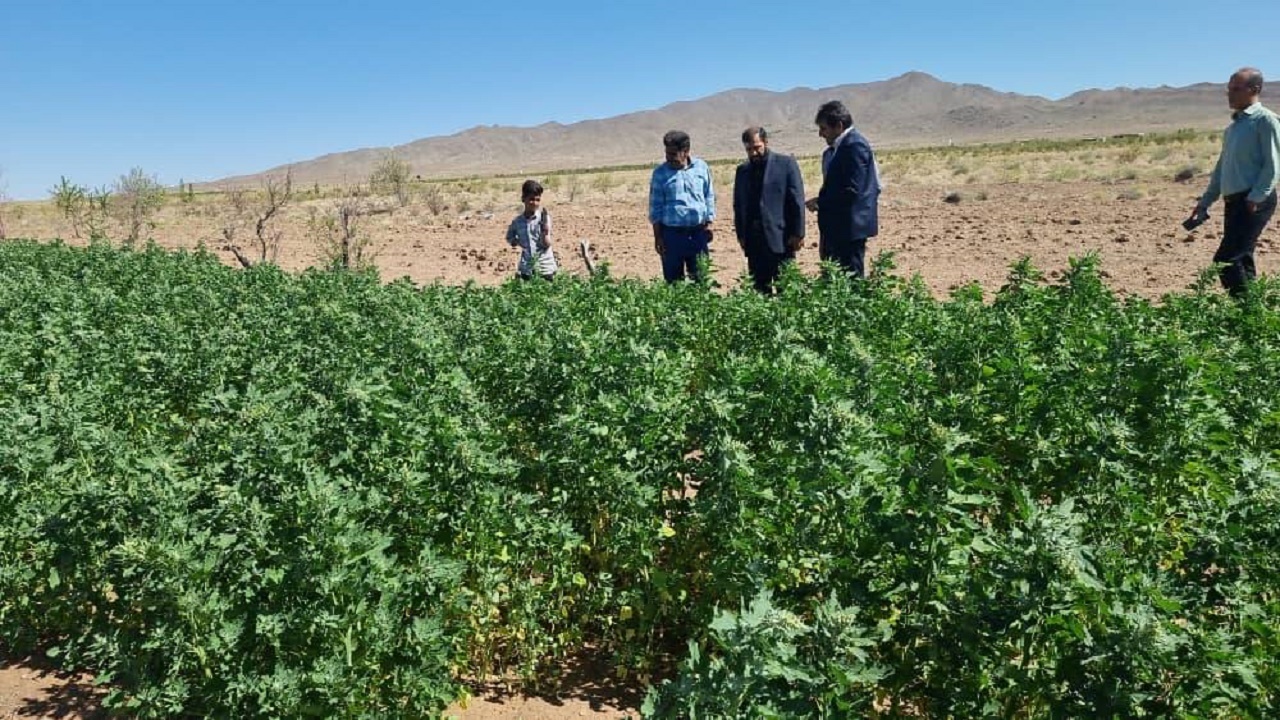 کشت آزمایشی گیاه کینوا در زرند