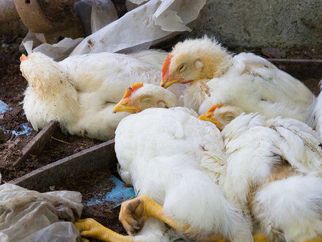 پایش بیماری آنگارا در مرغداریهای کاشمر