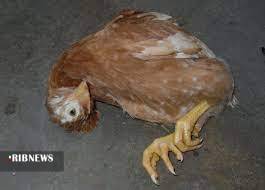 اجرای طرح ملی واکسیناسیون طیور بومی علیه بیماری نیوکاسل