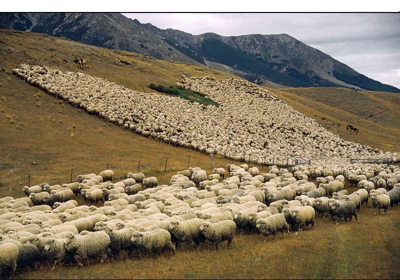 خروج دام‌ها از منطقه آلوده طالقان