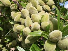 پیش بینی برداشت بیش از هزارو ۷۰۰ تُن بادام در خراسان شمالی