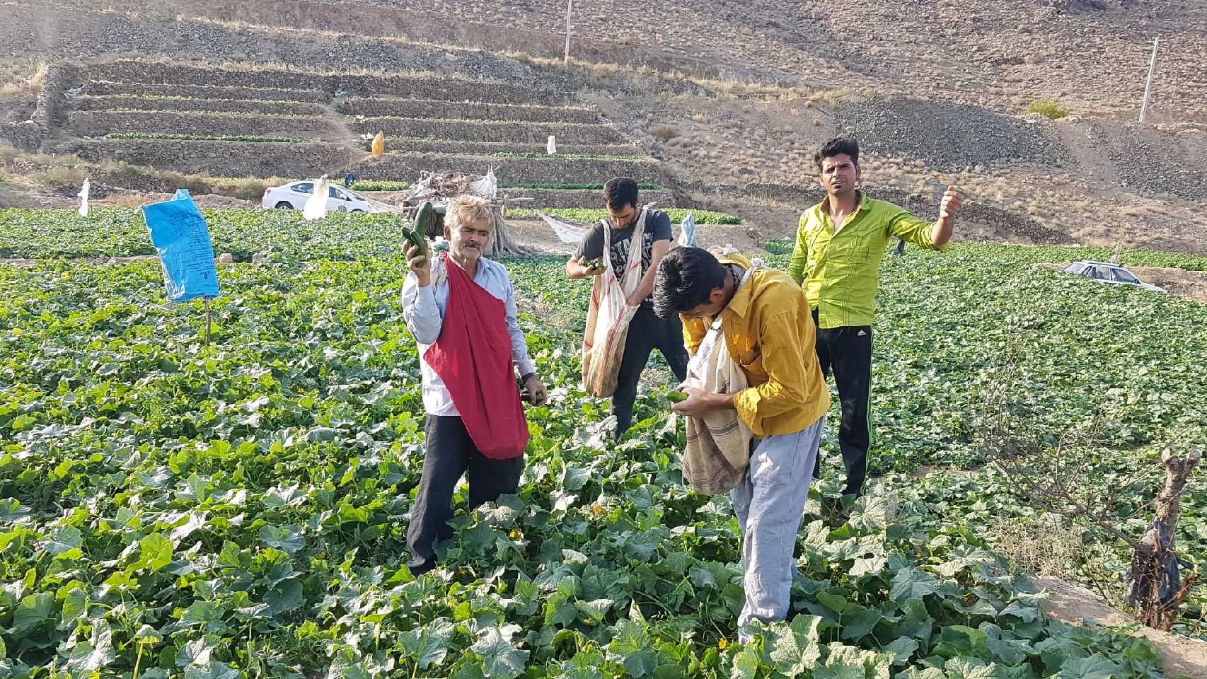 جهاد کشاورزی کذاب نیمه تعطیل است