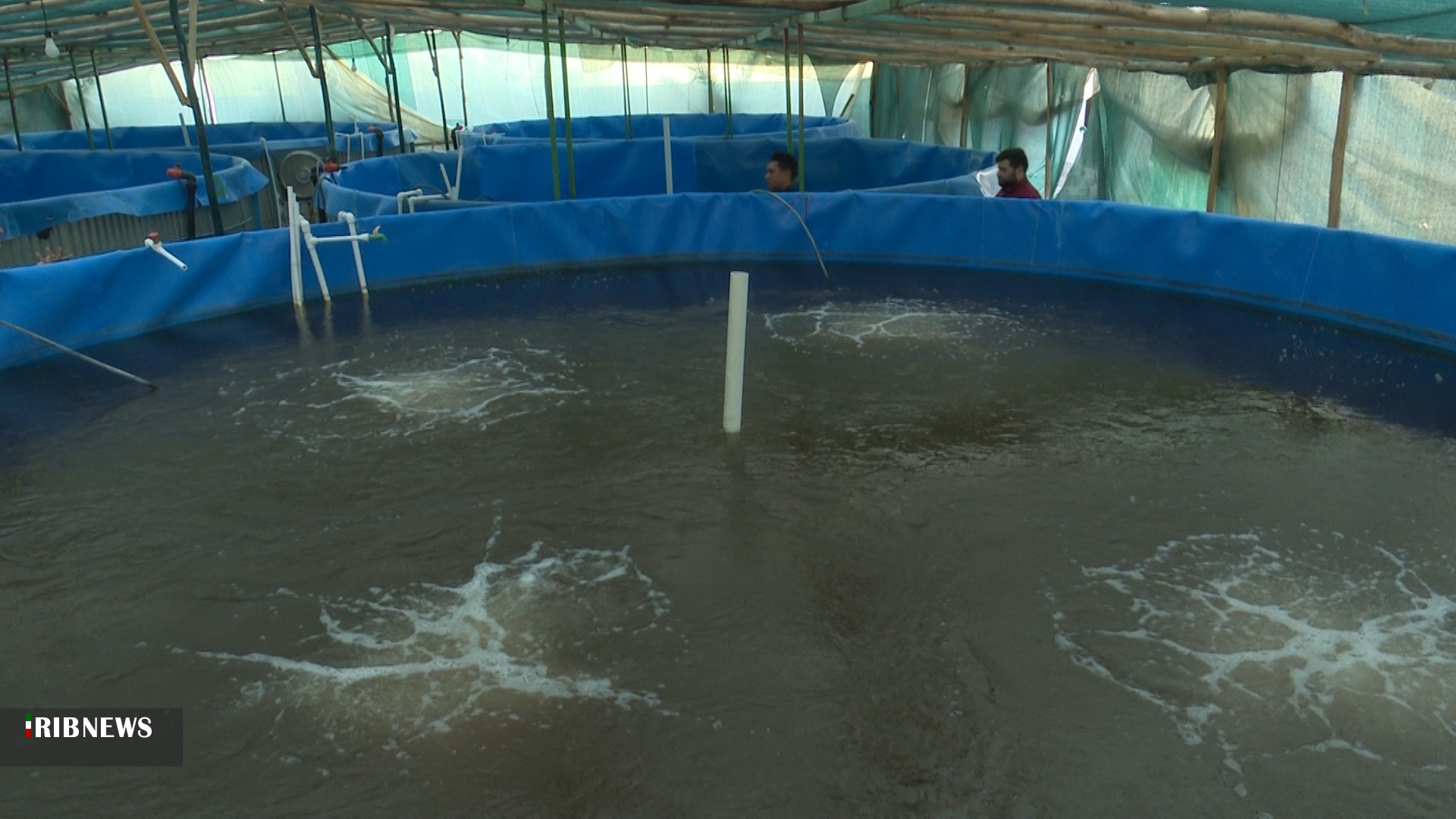 نخستین برداشت از طرح پرورش گلخانه‌ای میگو در تنگستان