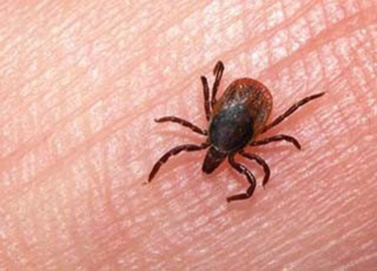 مرگ شهروند بهبهانی بر اثر تب کریمه کنگو