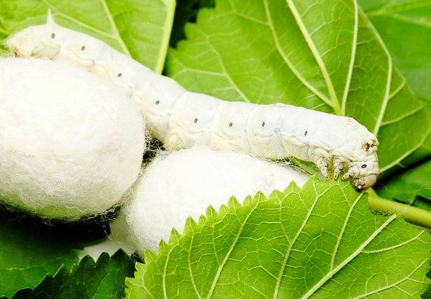 نظارت بهداشتی بر تولید، واردات و توزیع تخم نوغان در گیلان