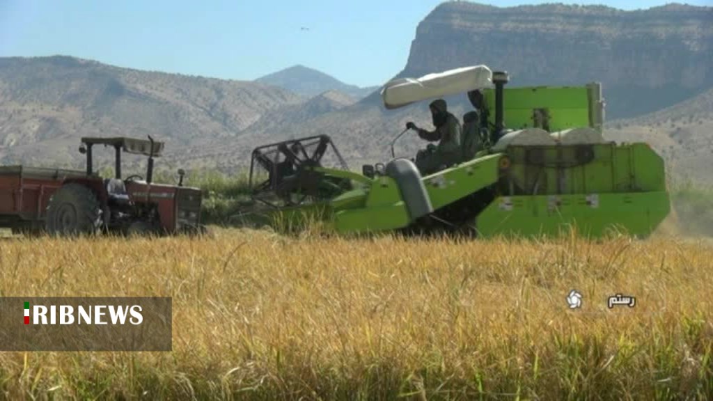 برداشت برنج از ۲۰۰ هکتار شالیزار‌های رستم