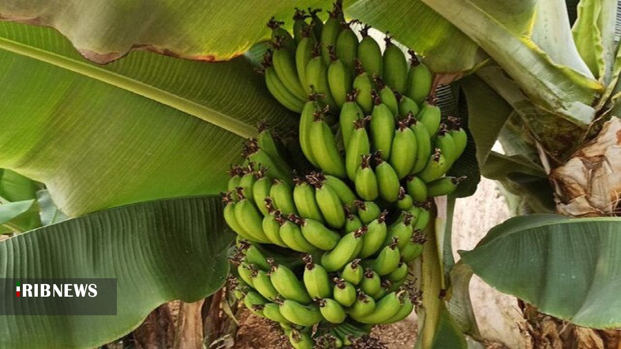 پرورش میوه‌های استوایی در کبودرآهنگ